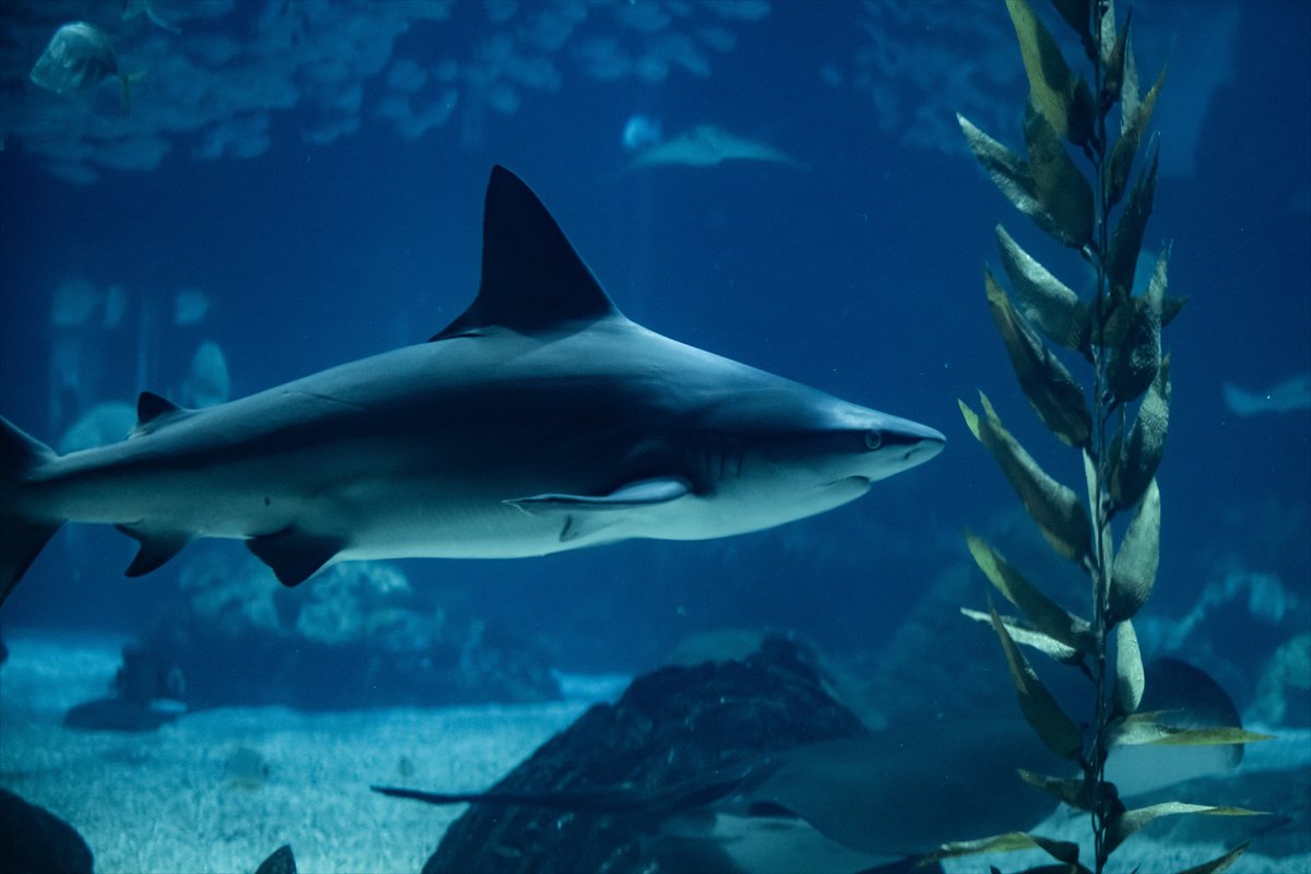 Okyanusun kalbi Lizbon’da atıyor