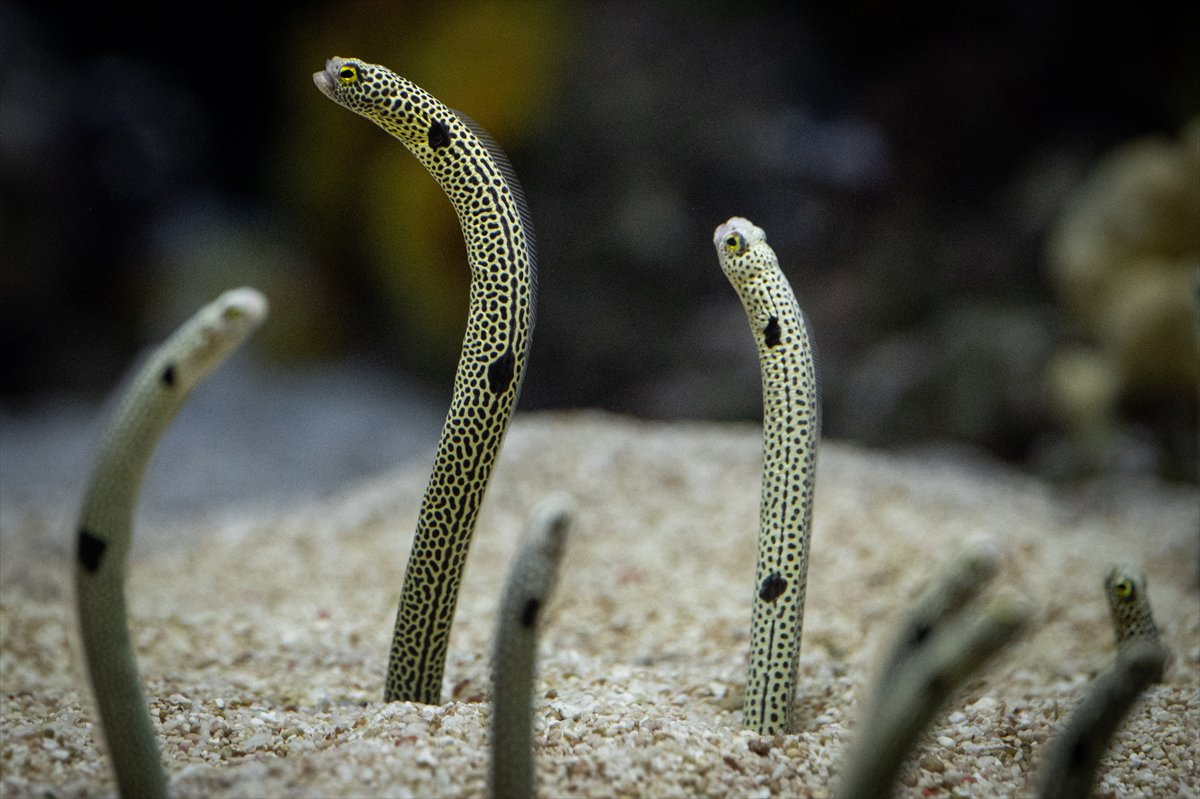 Okyanusun kalbi Lizbon’da atıyor