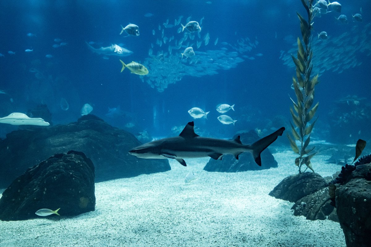 Okyanusun kalbi Lizbon’da atıyor