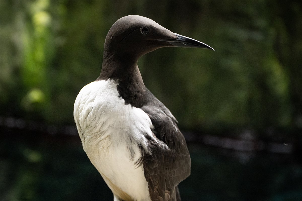 Okyanusun kalbi Lizbon’da atıyor