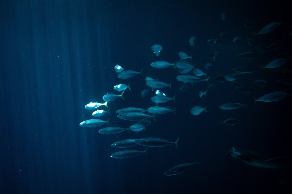 Okyanusun kalbi Lizbon’da atıyor