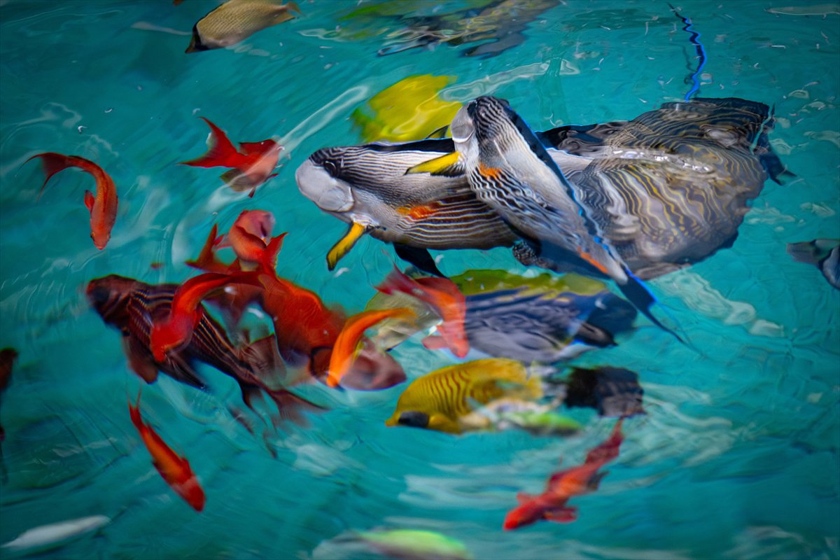Okyanusun kalbi Lizbon’da atıyor