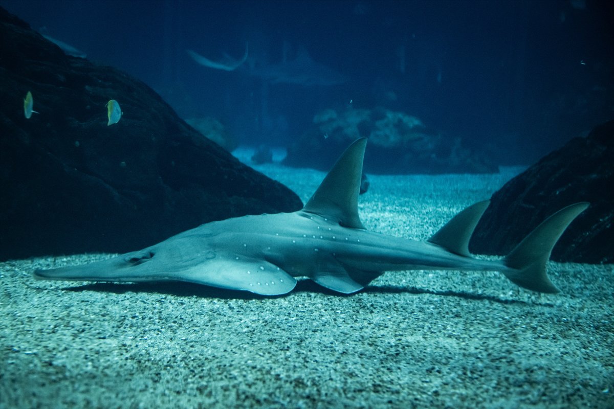 Okyanusun kalbi Lizbon’da atıyor