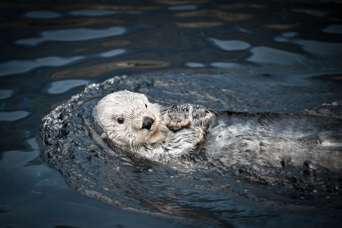Okyanusun kalbi Lizbon’da atıyor