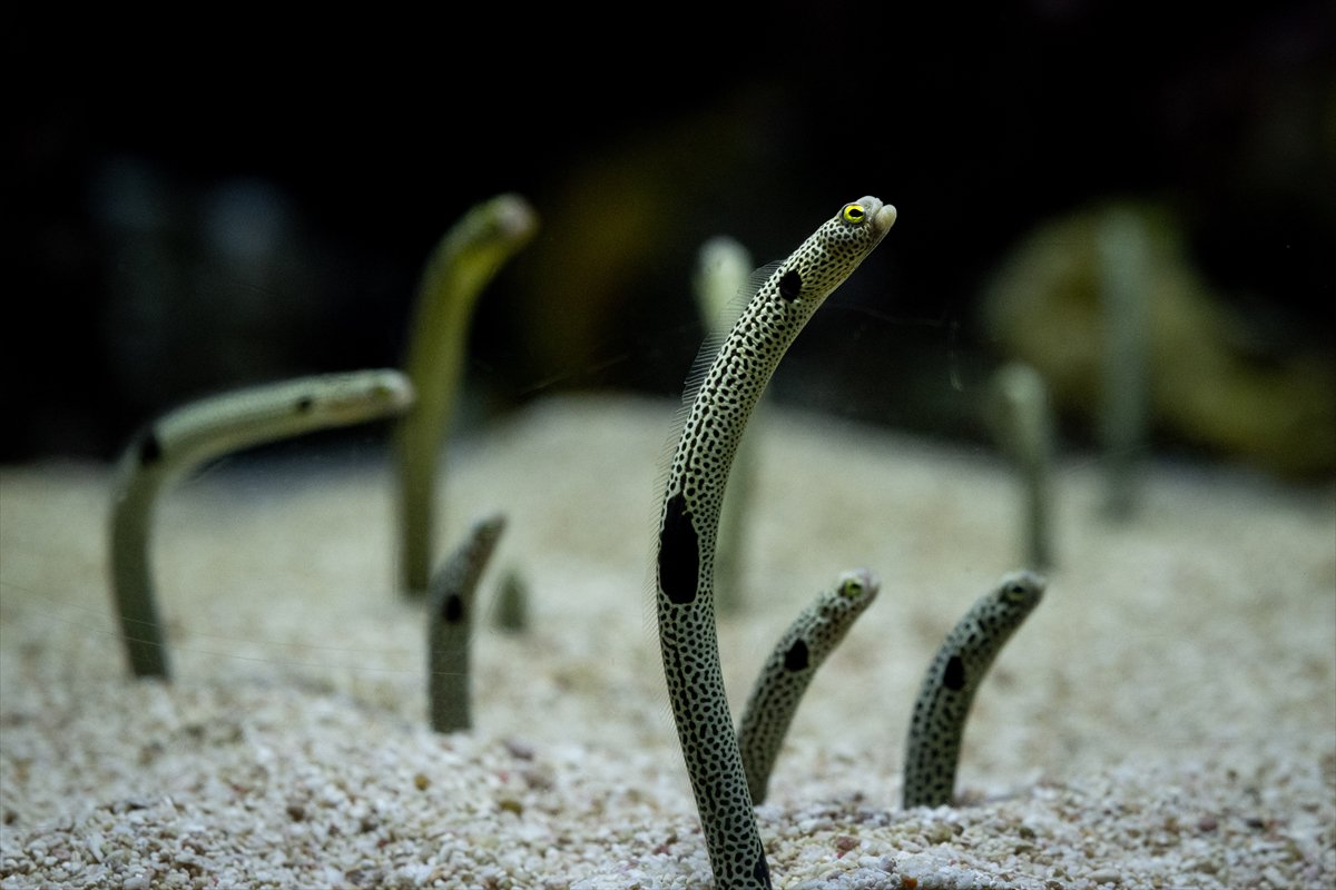 Okyanusun kalbi Lizbon’da atıyor