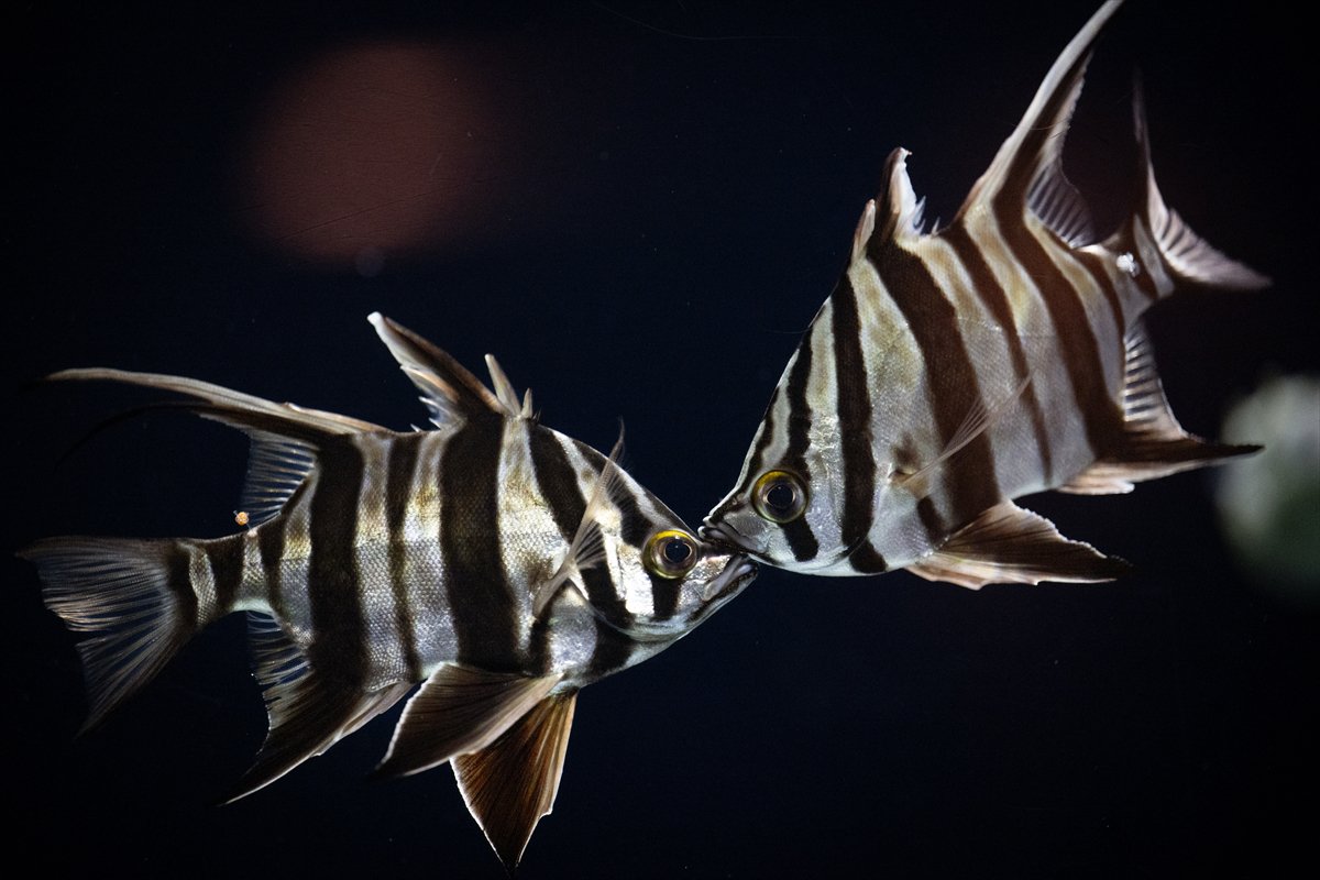 Okyanusun kalbi Lizbon’da atıyor