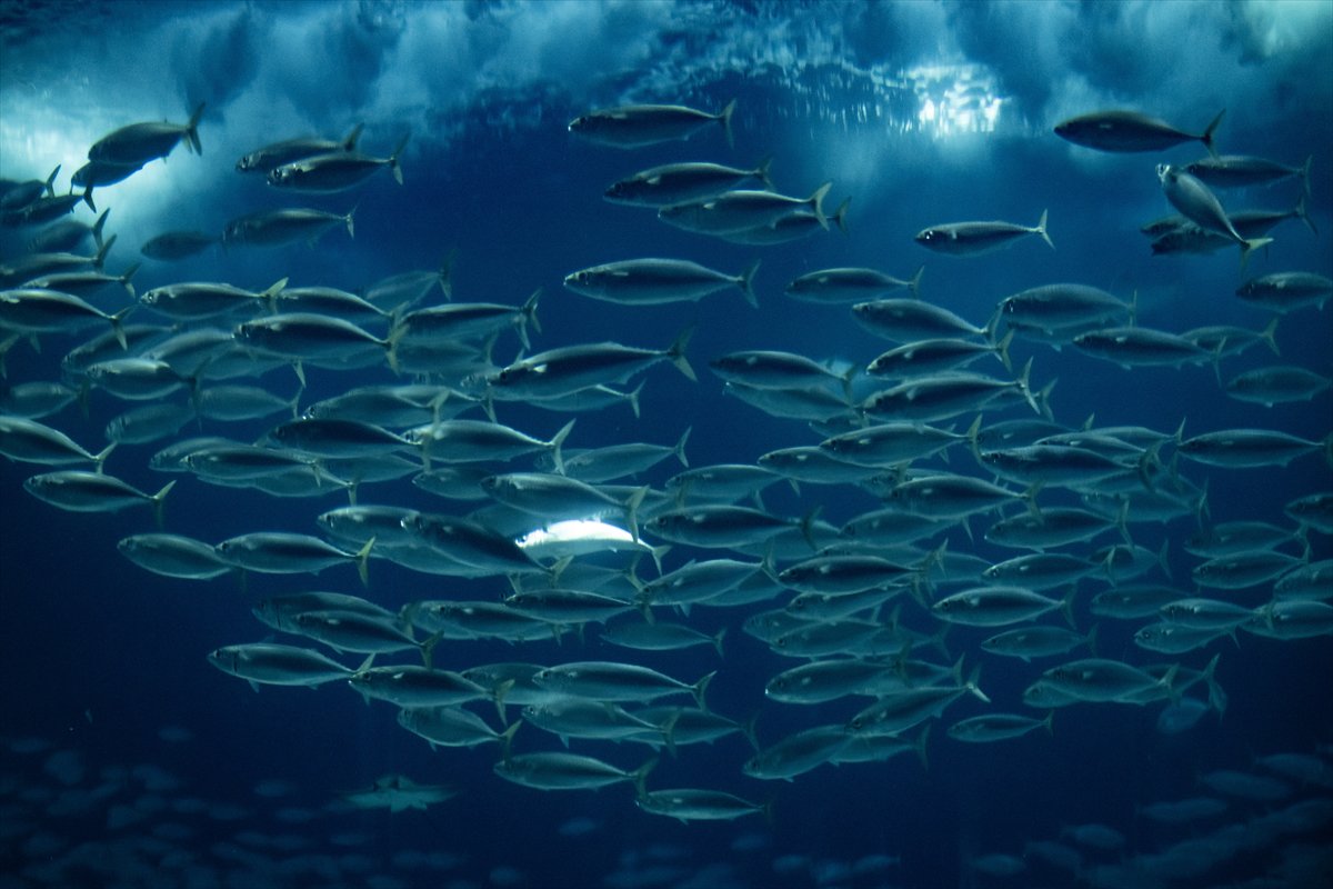 Okyanusun kalbi Lizbon’da atıyor