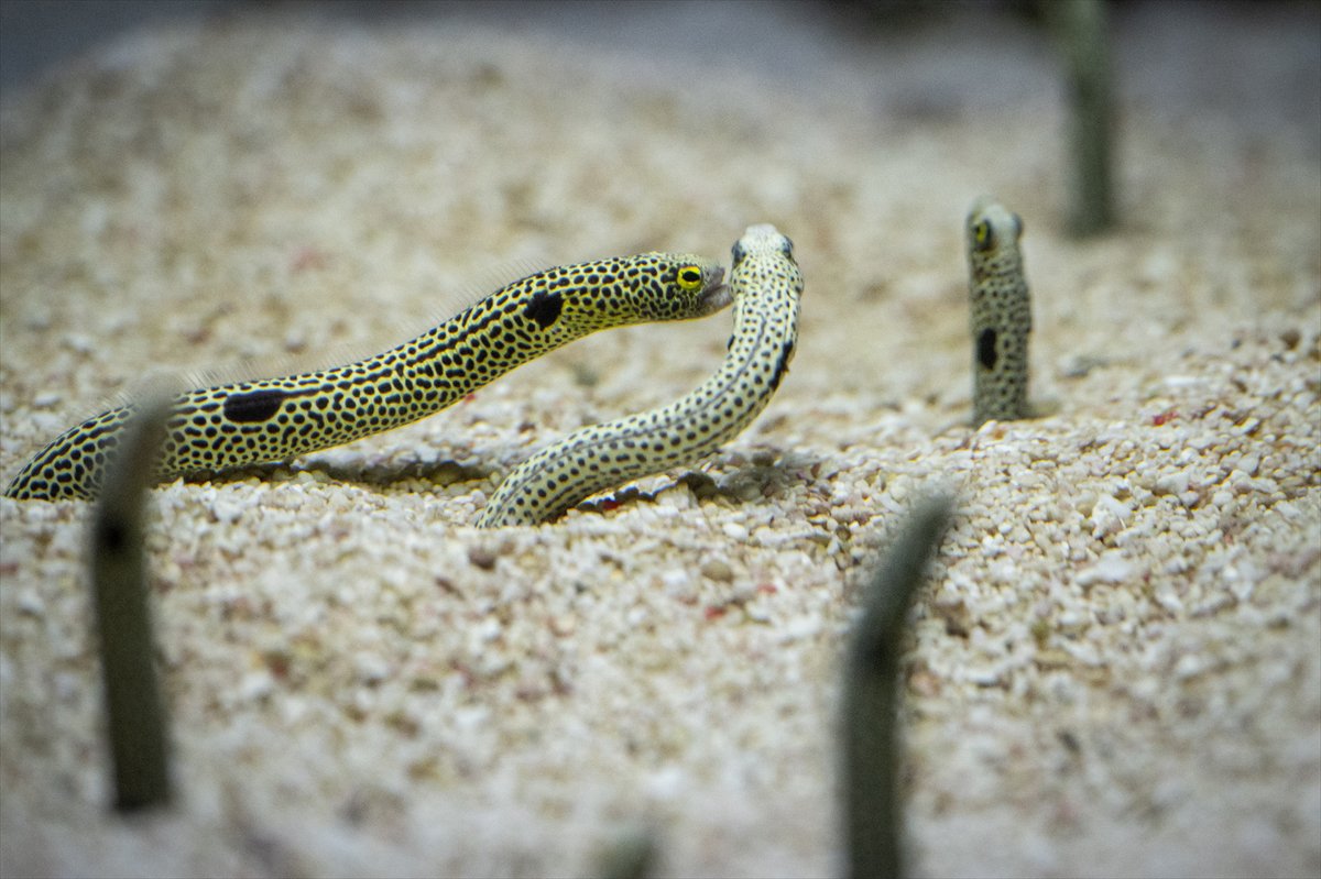 Okyanusun kalbi Lizbon’da atıyor