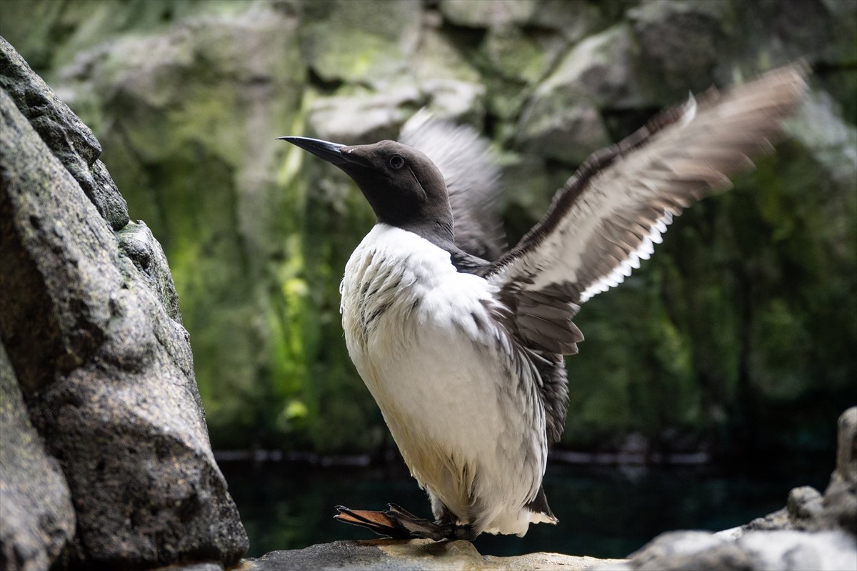 Okyanusun kalbi Lizbon’da atıyor