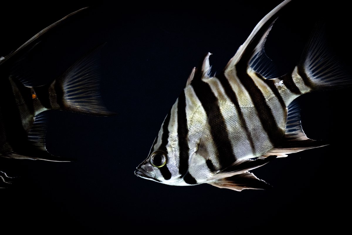 Okyanusun kalbi Lizbon’da atıyor