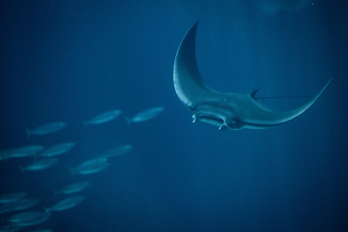 Okyanusun kalbi Lizbon’da atıyor