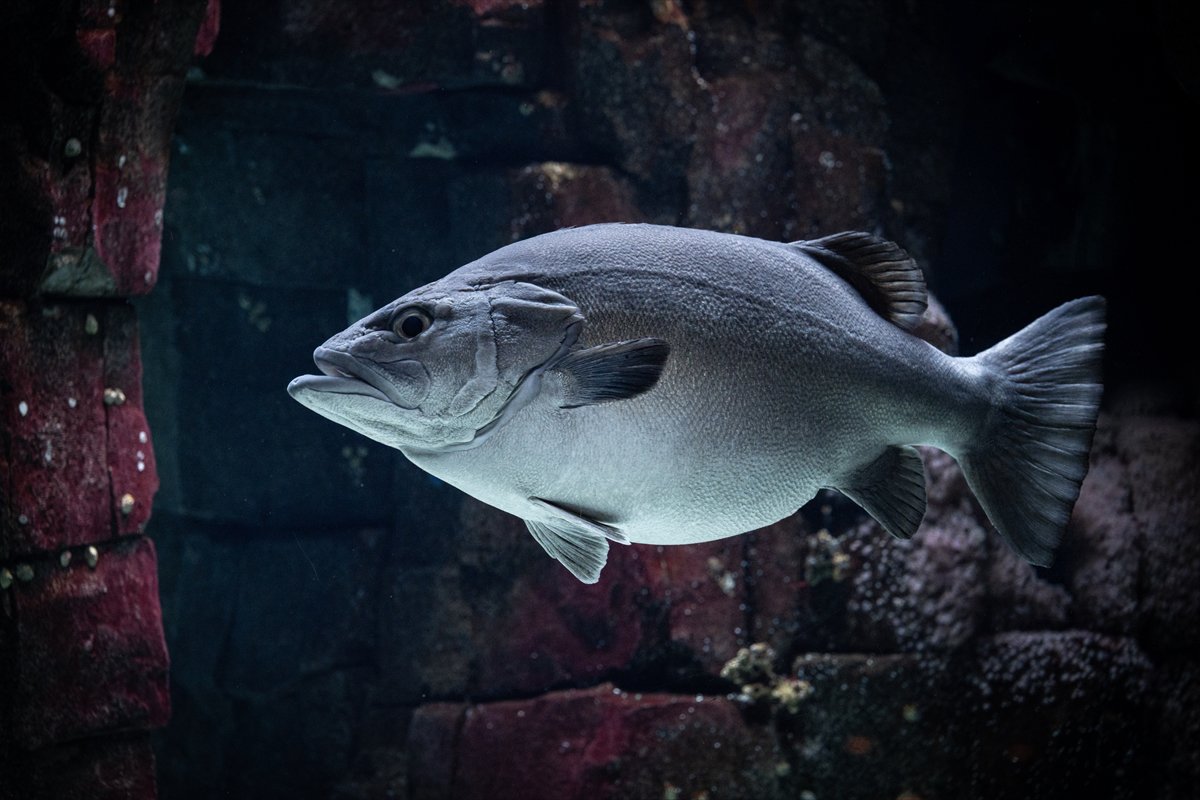 Okyanusun kalbi Lizbon’da atıyor