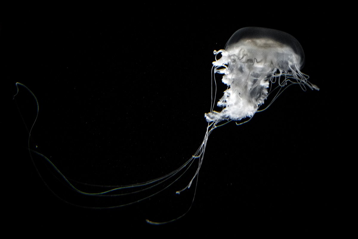 Okyanusun kalbi Lizbon’da atıyor