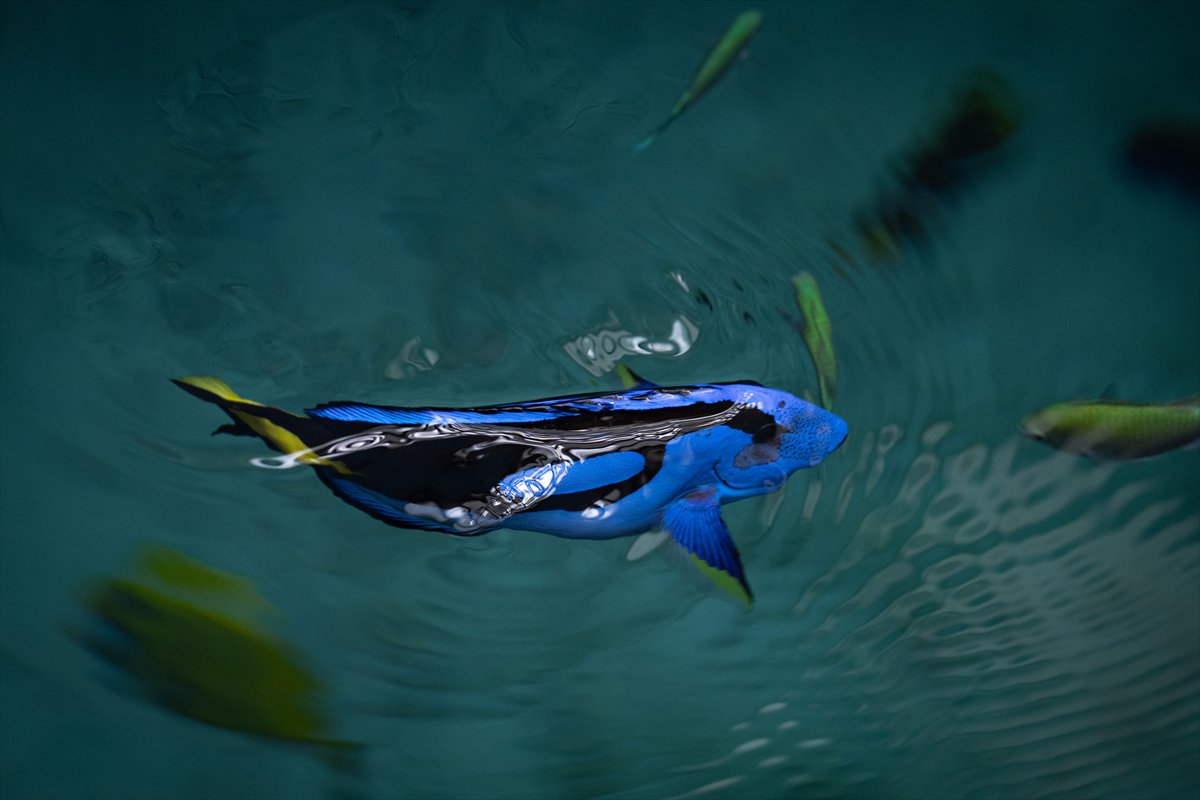 Okyanusun kalbi Lizbon’da atıyor