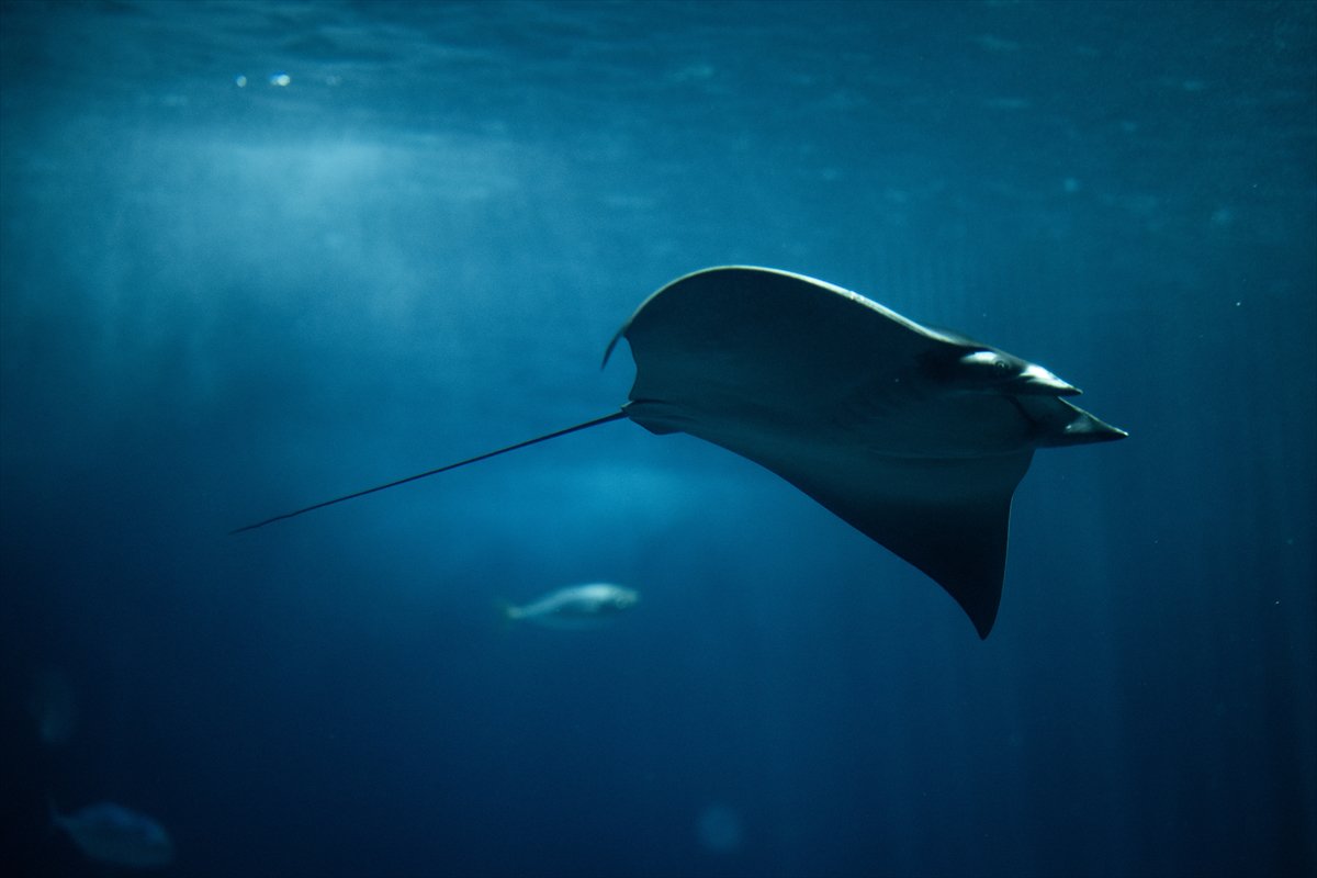 Okyanusun kalbi Lizbon’da atıyor