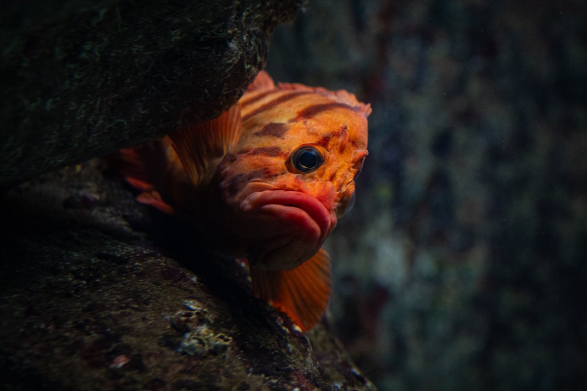 Okyanusun kalbi Lizbon’da atıyor