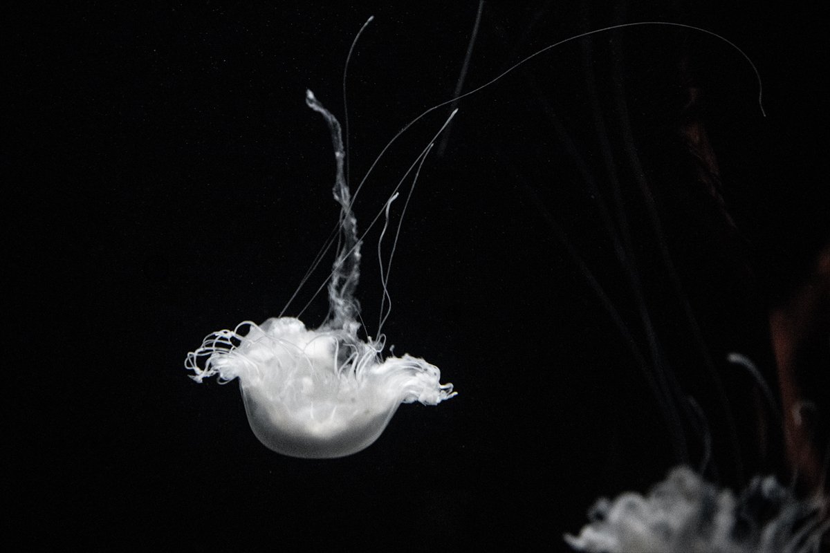 Okyanusun kalbi Lizbon’da atıyor