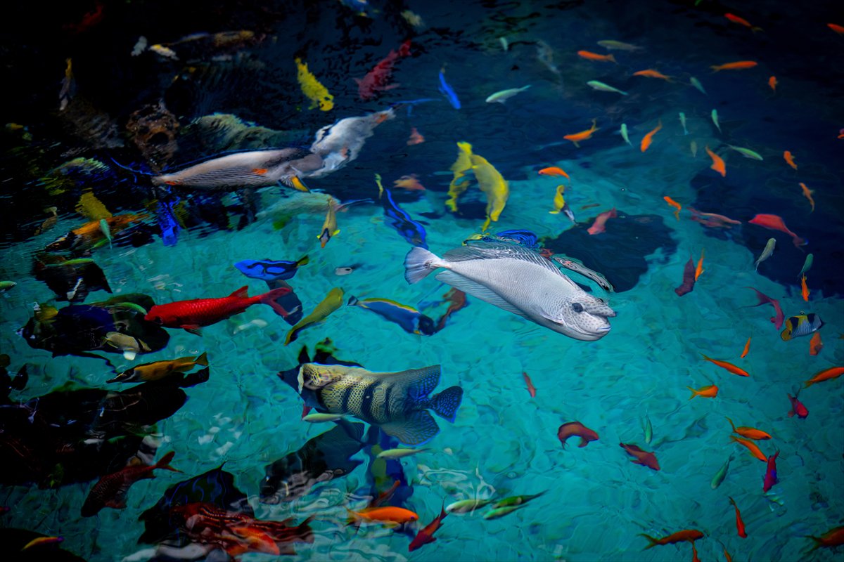 Okyanusun kalbi Lizbon’da atıyor