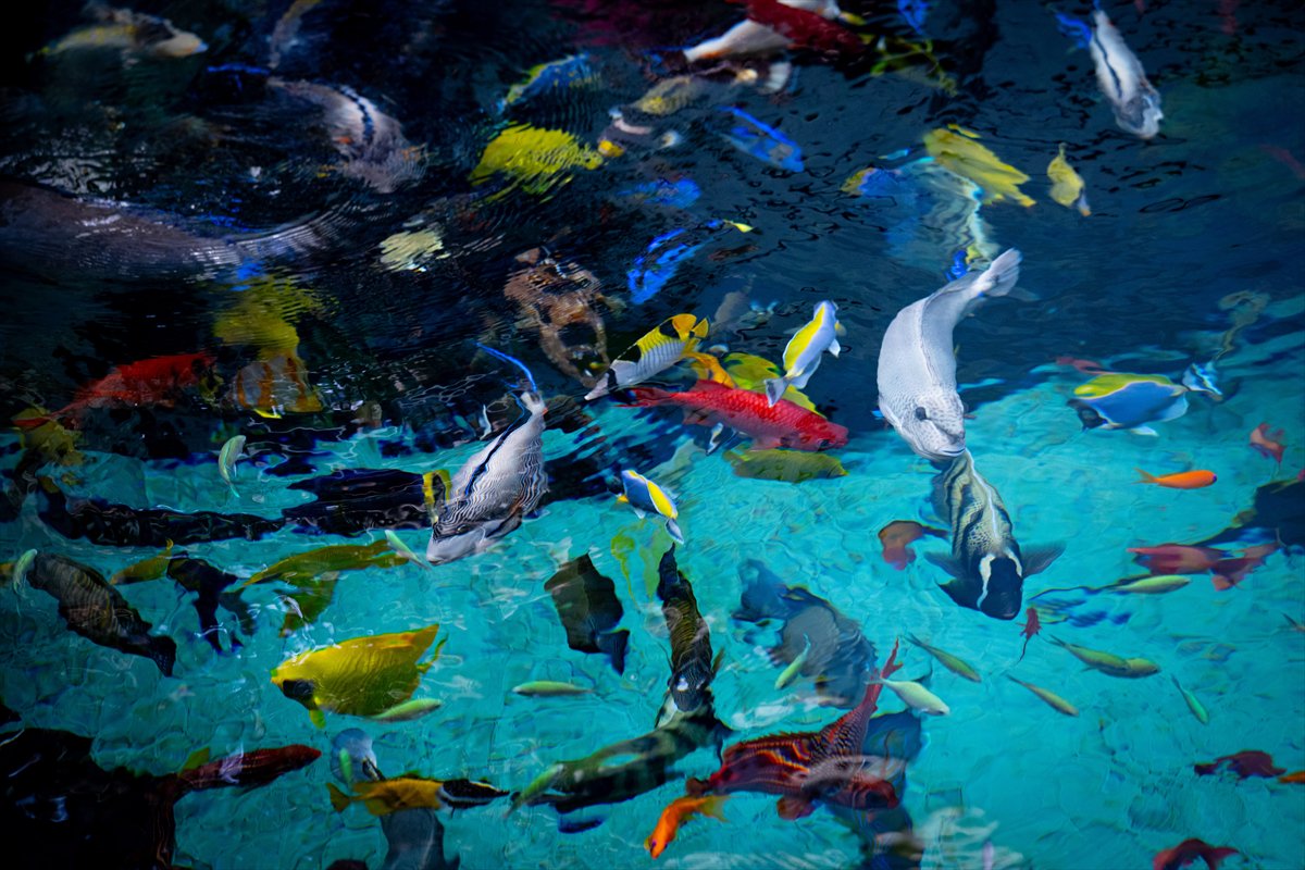 Okyanusun kalbi Lizbon’da atıyor