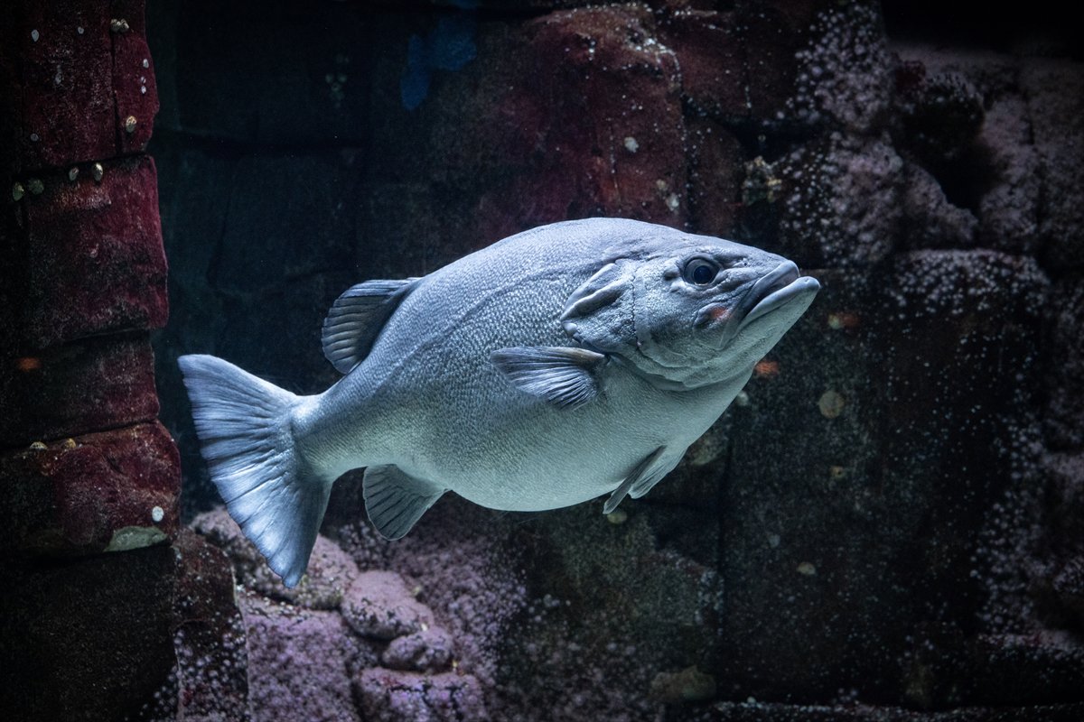 Okyanusun kalbi Lizbon’da atıyor
