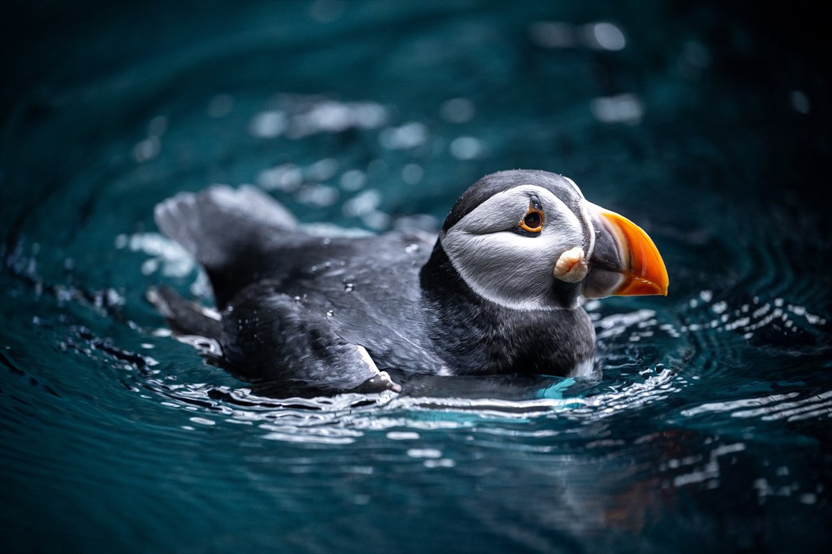 Okyanusun kalbi Lizbon’da atıyor