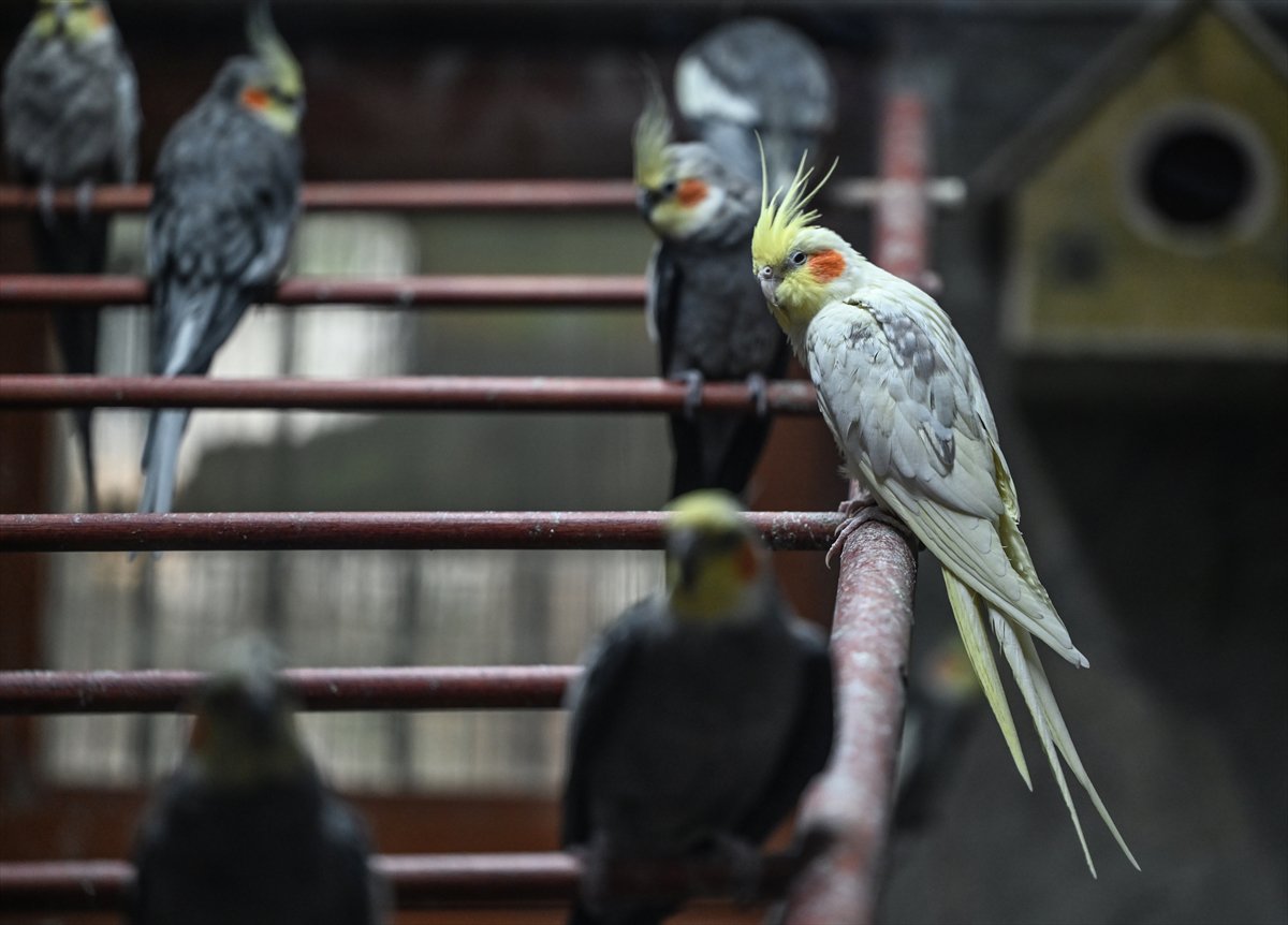 Doğanın geveze ve renkli kanatları: Papağanlar