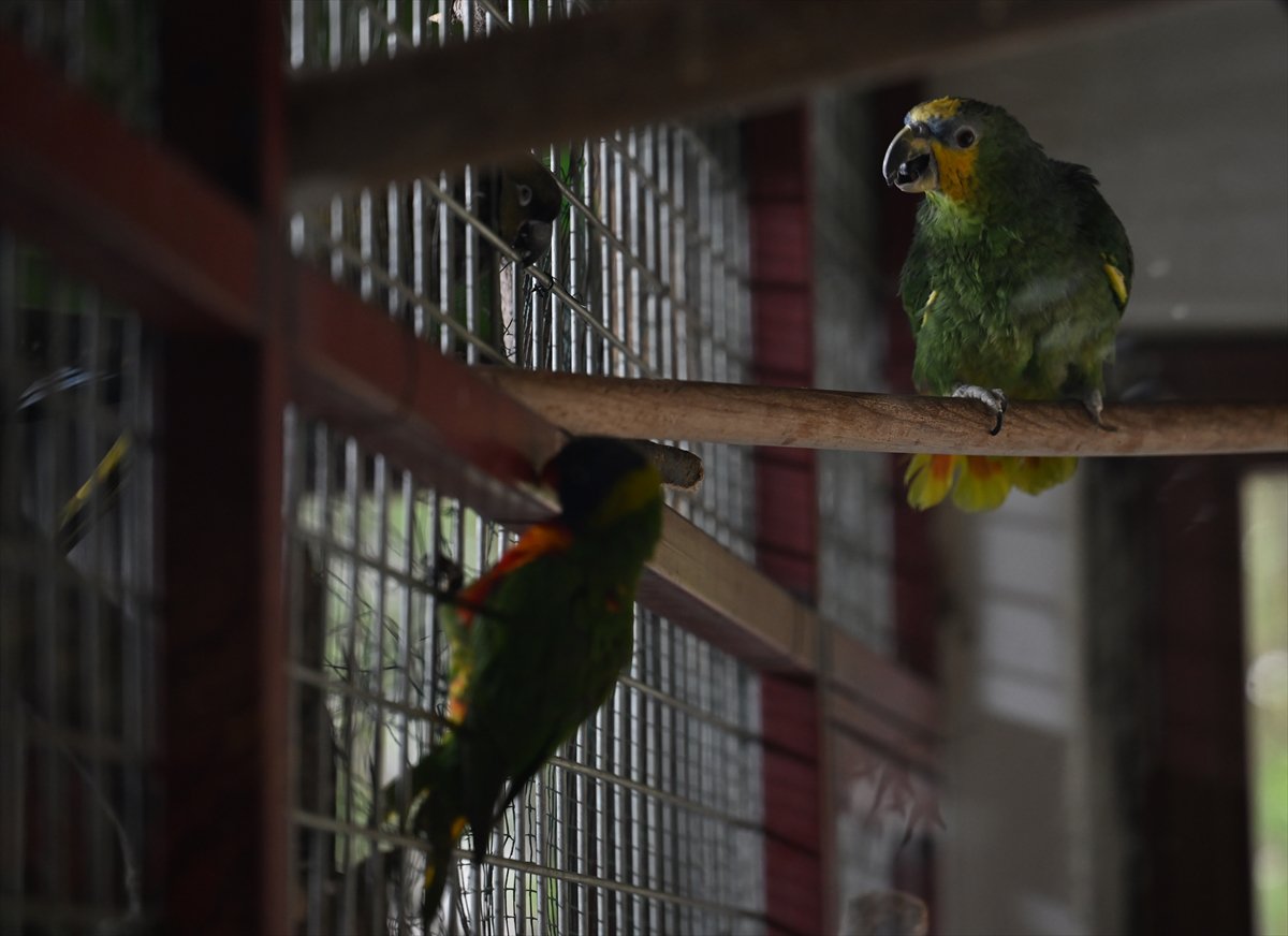 Doğanın geveze ve renkli kanatları: Papağanlar