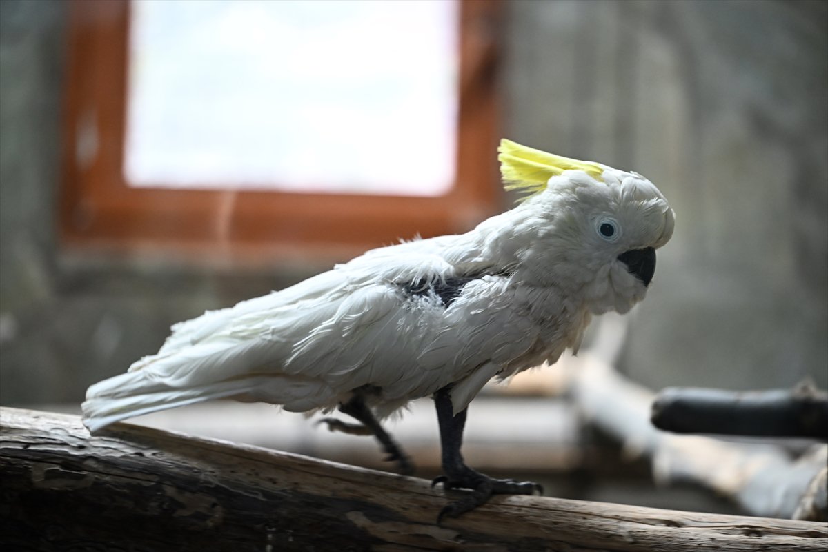 Doğanın geveze ve renkli kanatları: Papağanlar