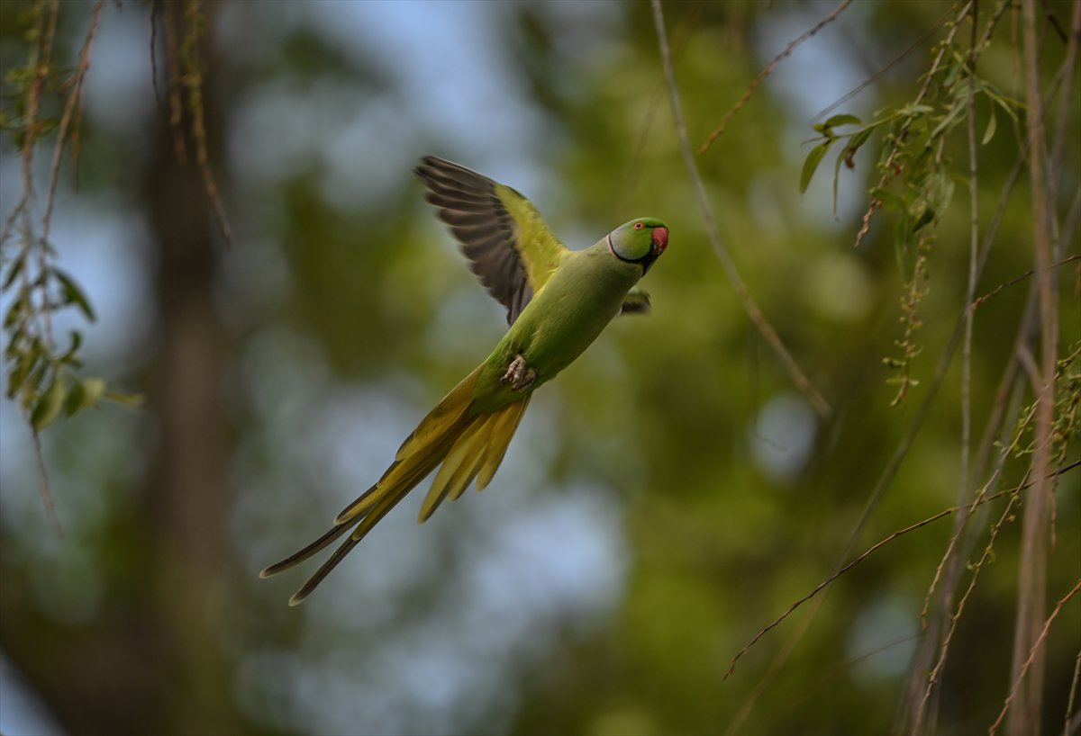 Doğanın geveze ve renkli kanatları: Papağanlar