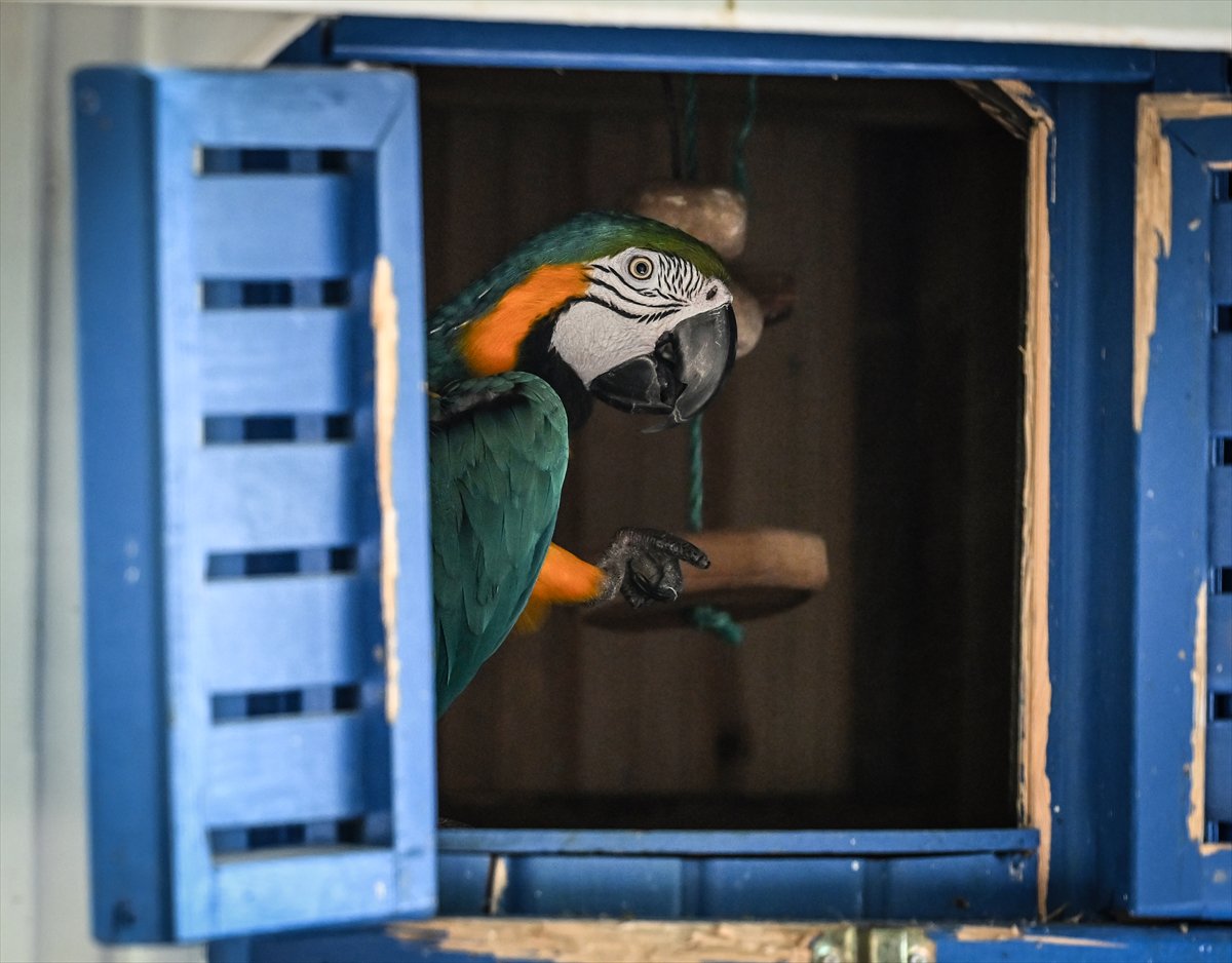 Doğanın geveze ve renkli kanatları: Papağanlar