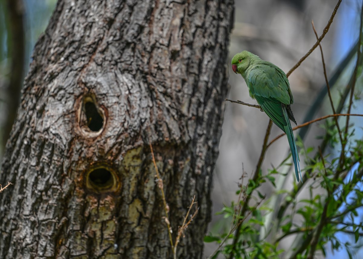 Doğanın geveze ve renkli kanatları: Papağanlar