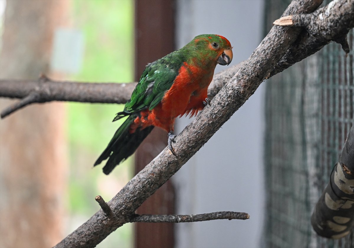 Doğanın geveze ve renkli kanatları: Papağanlar