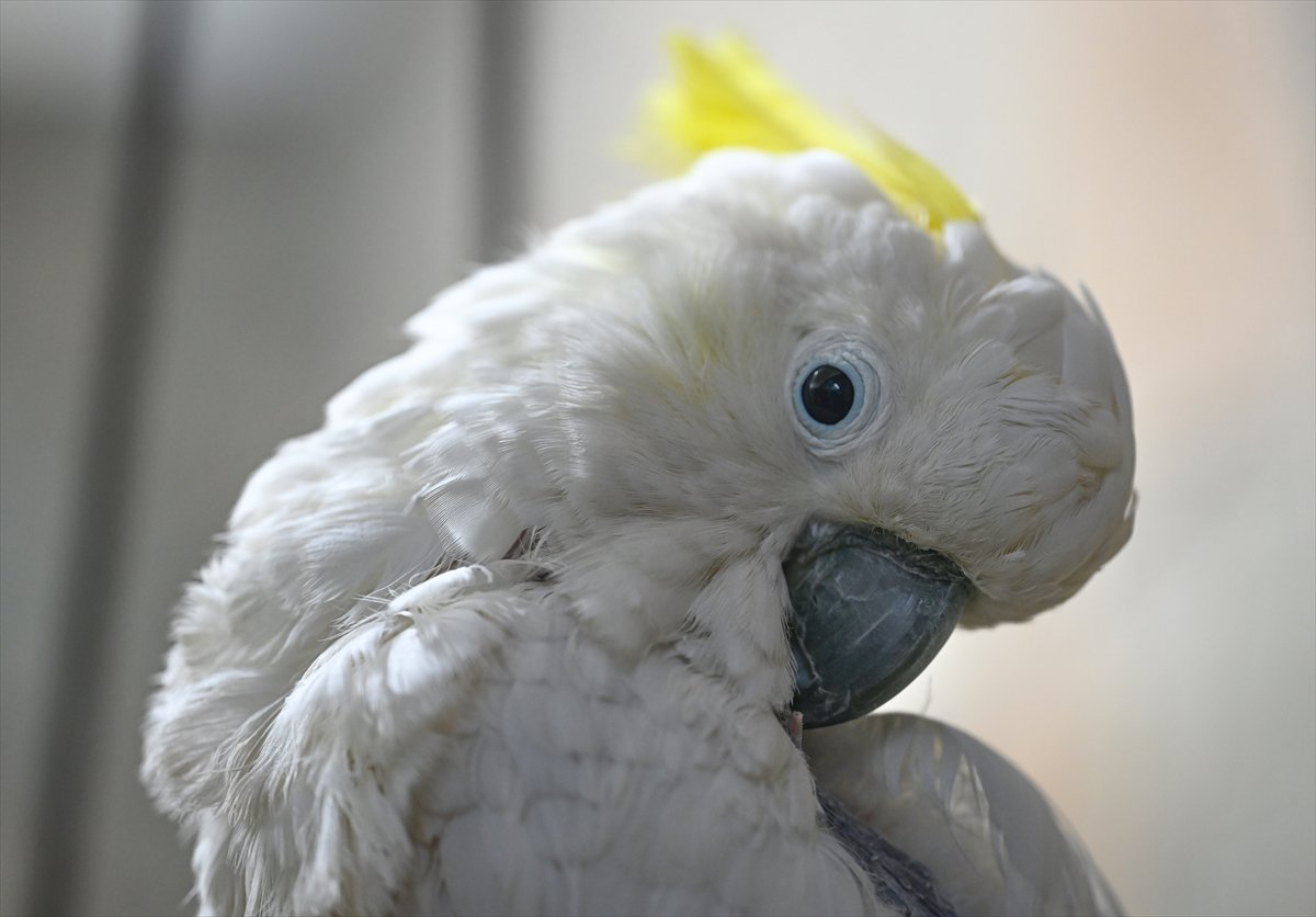 Doğanın geveze ve renkli kanatları: Papağanlar