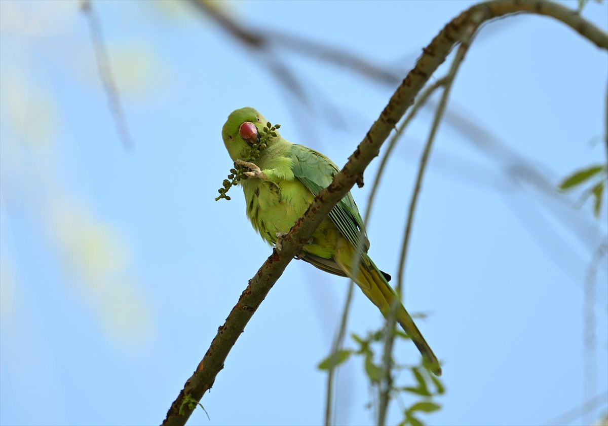 Doğanın geveze ve renkli kanatları: Papağanlar