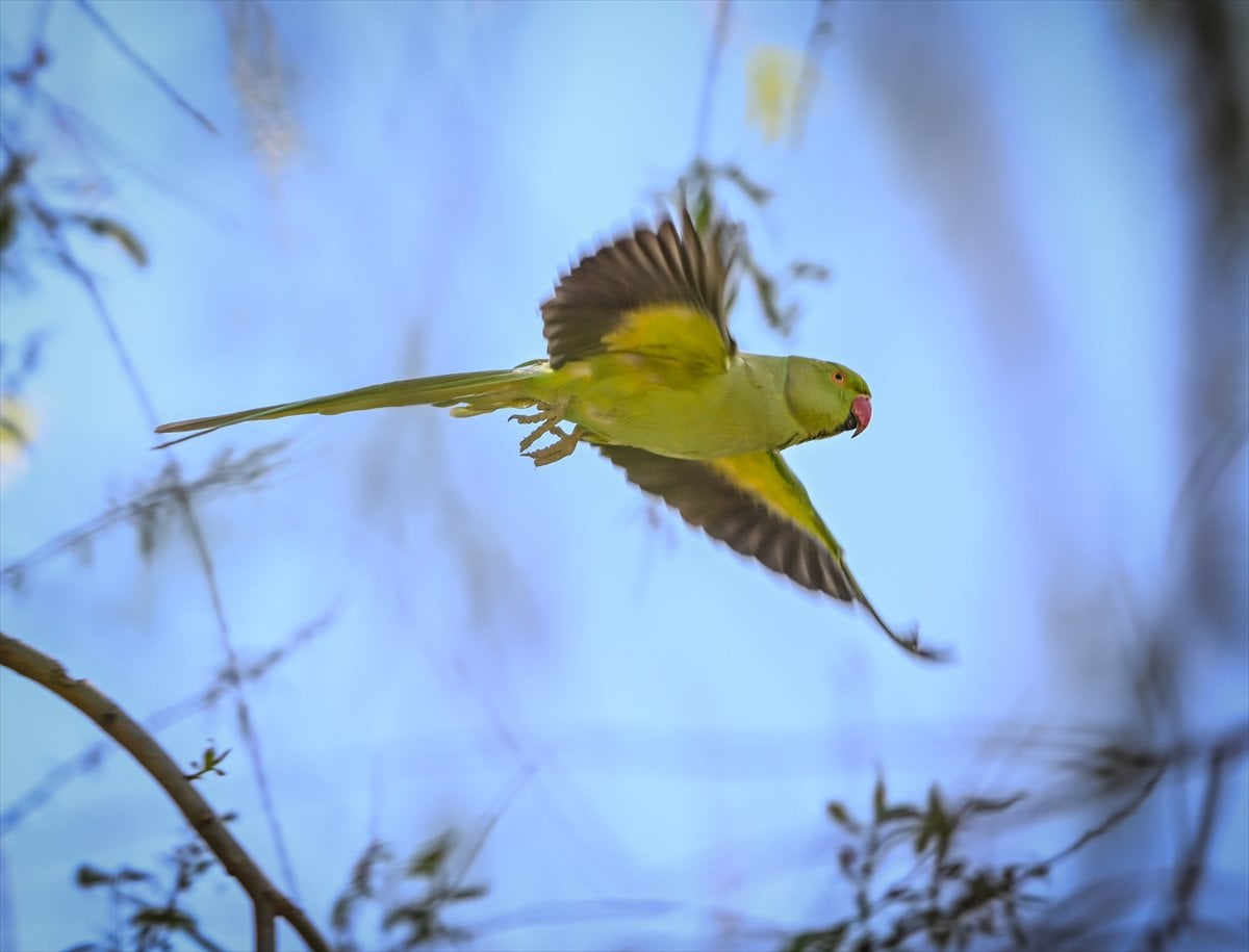 Doğanın geveze ve renkli kanatları: Papağanlar