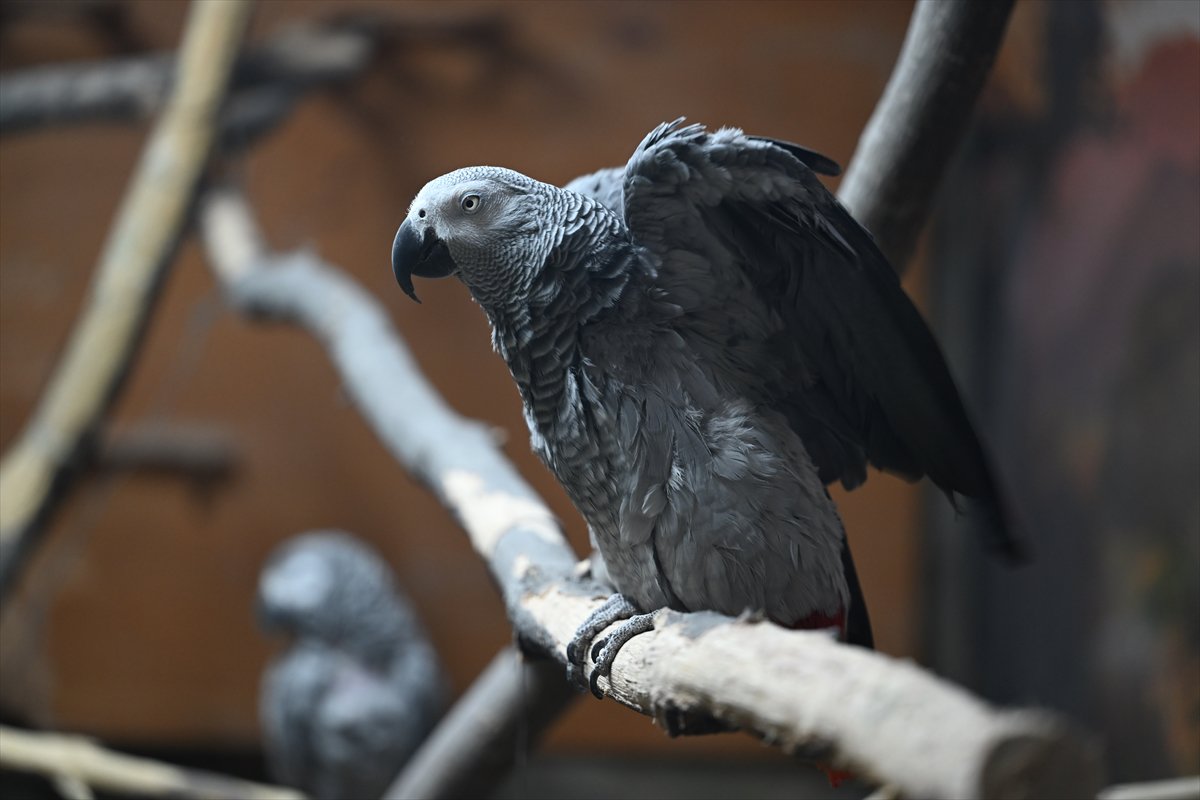 Doğanın geveze ve renkli kanatları: Papağanlar