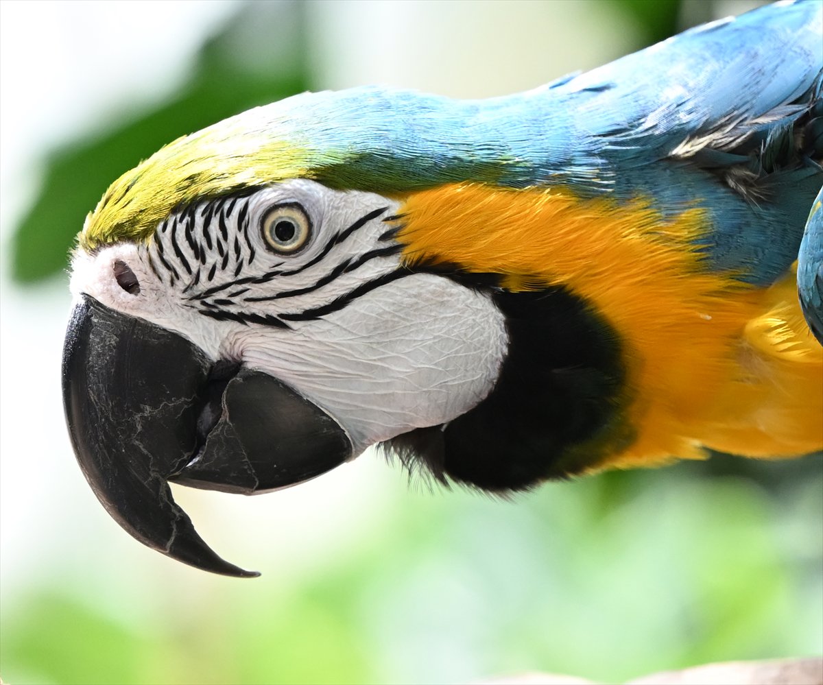 Doğanın geveze ve renkli kanatları: Papağanlar