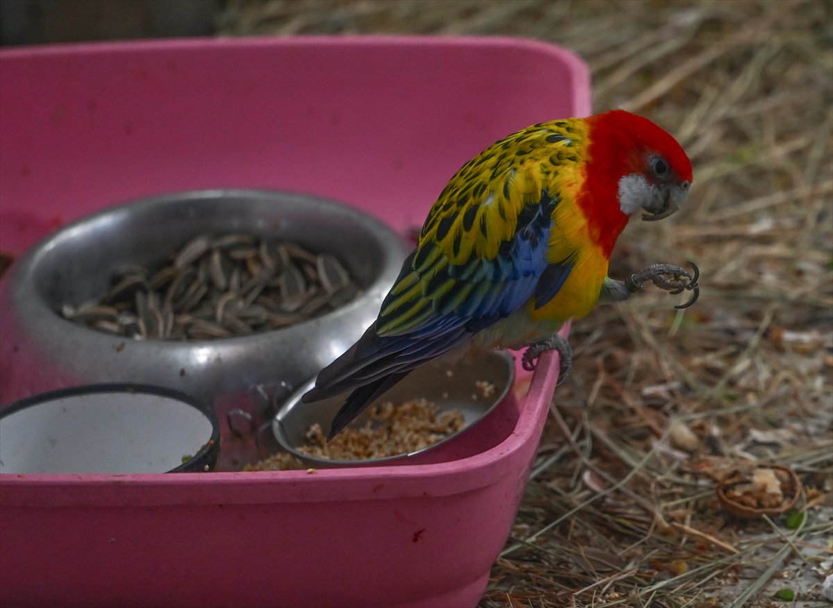 Doğanın geveze ve renkli kanatları: Papağanlar