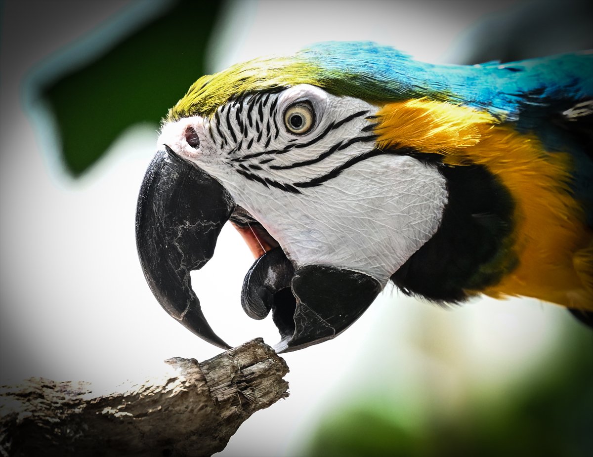 Doğanın geveze ve renkli kanatları: Papağanlar