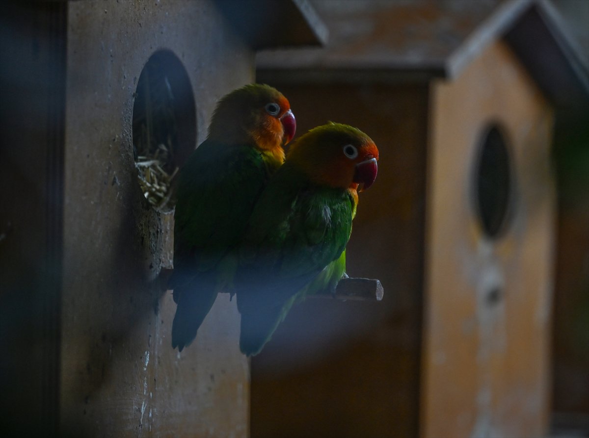 Doğanın geveze ve renkli kanatları: Papağanlar