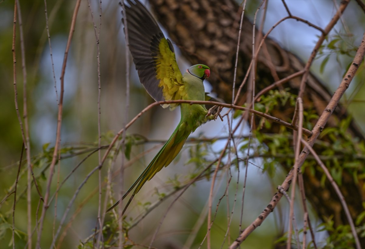 Doğanın geveze ve renkli kanatları: Papağanlar