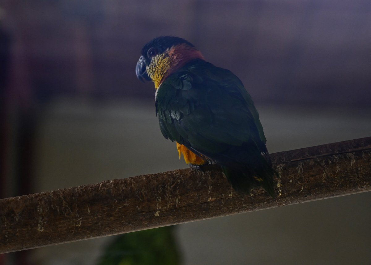 Doğanın geveze ve renkli kanatları: Papağanlar