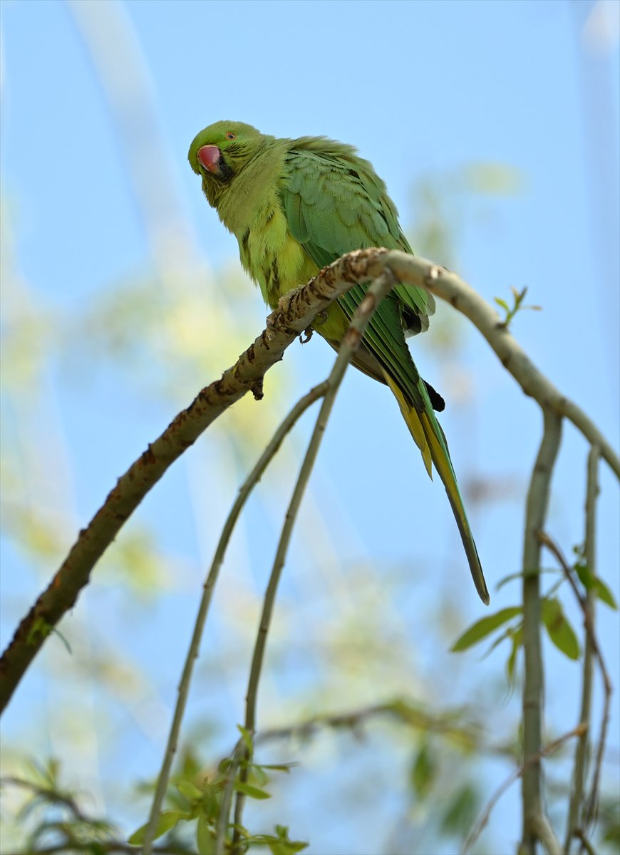 Doğanın geveze ve renkli kanatları: Papağanlar