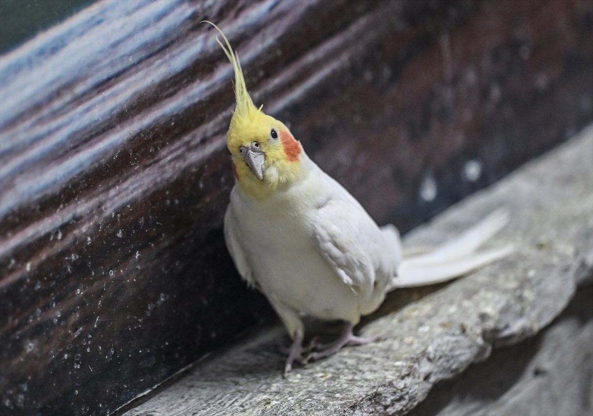 Doğanın geveze ve renkli kanatları: Papağanlar