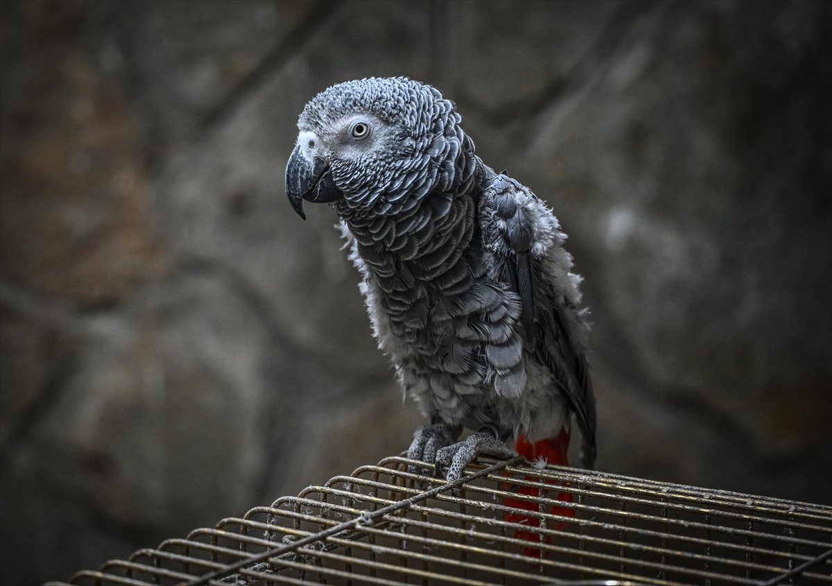 Doğanın geveze ve renkli kanatları: Papağanlar