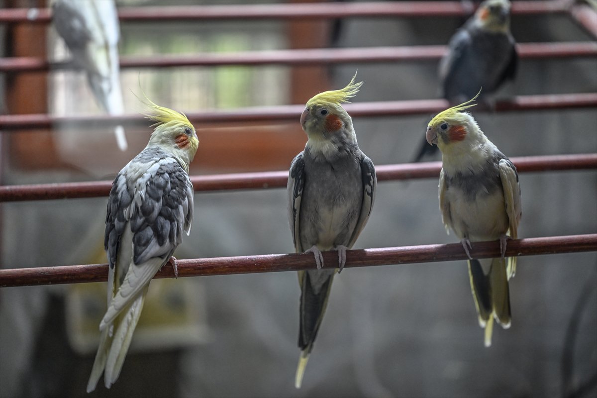 Doğanın geveze ve renkli kanatları: Papağanlar