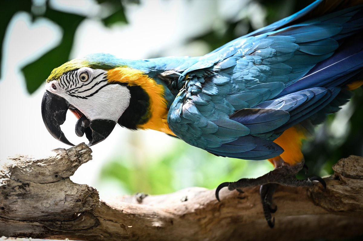 Doğanın geveze ve renkli kanatları: Papağanlar