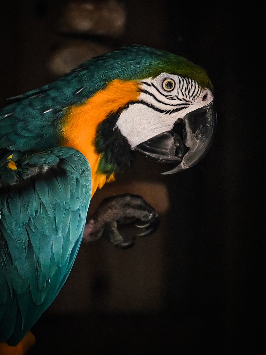 Doğanın geveze ve renkli kanatları: Papağanlar