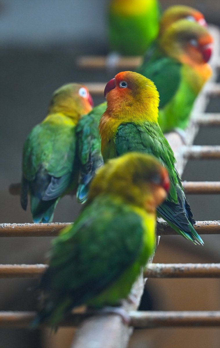 Doğanın geveze ve renkli kanatları: Papağanlar