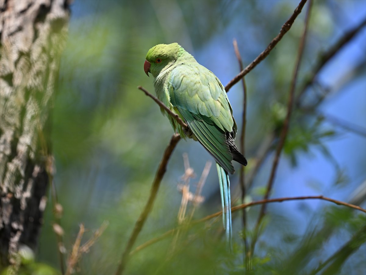 Doğanın geveze ve renkli kanatları: Papağanlar